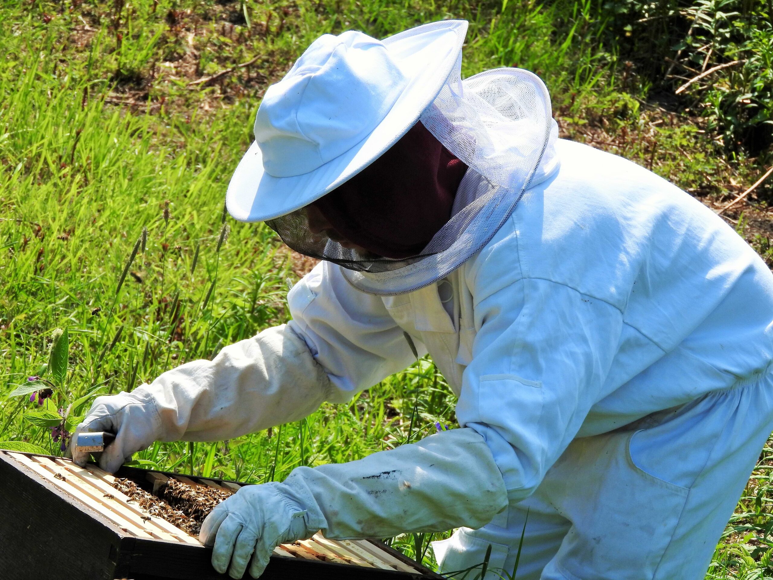 beekeeper-2704962 (1)