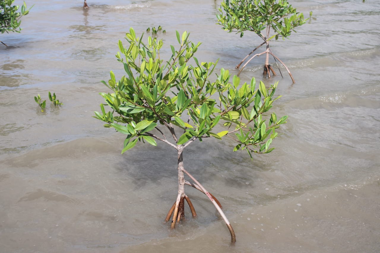 WhatsApp Image 2025-11-01 at 9.06.45 AM